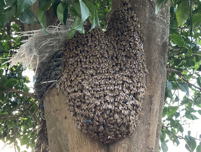 ミツバチの分蜂